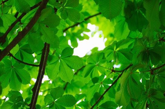 The green leaves of chestnut