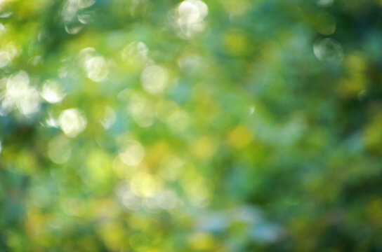 Green bokeh background from nature forest out of focus