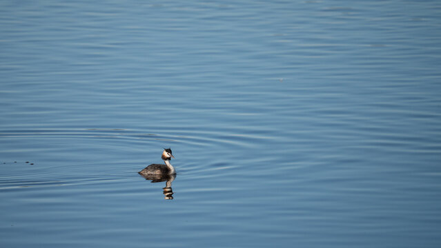 Great crested grebe and its reflection on rippled blue water, Tablas de Daimiel National Park, Spain