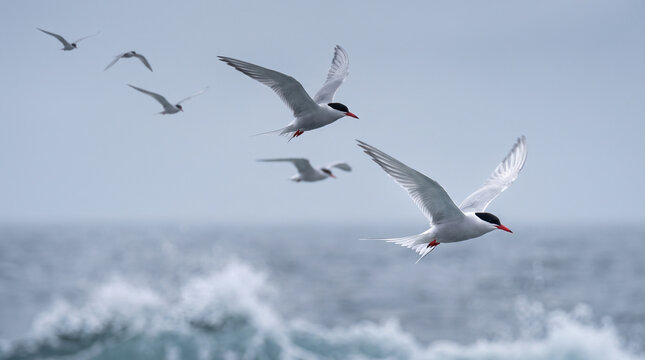 Arctic terns flying over ocean waves on a cloudy day  