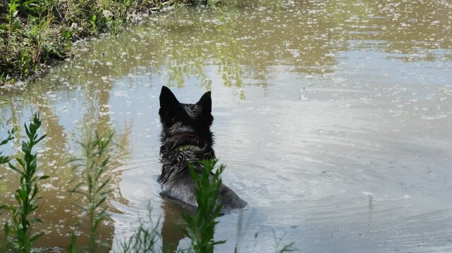 Black dog standing in pond water to cool off during the summer season