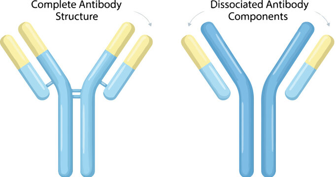 Antibody structure diagram, complete and dissociated antibody components, medical immunology vector illustration for education