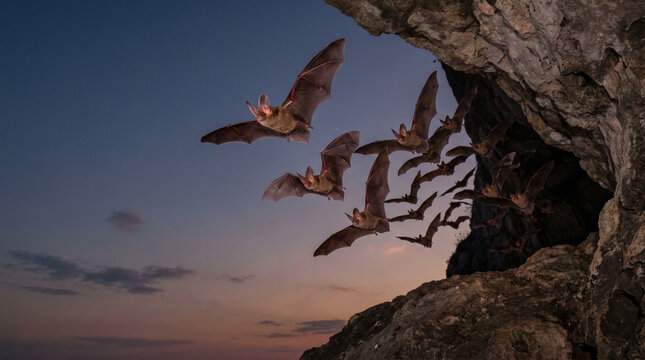 Bats emerging from cave at dusk in twilight sky  