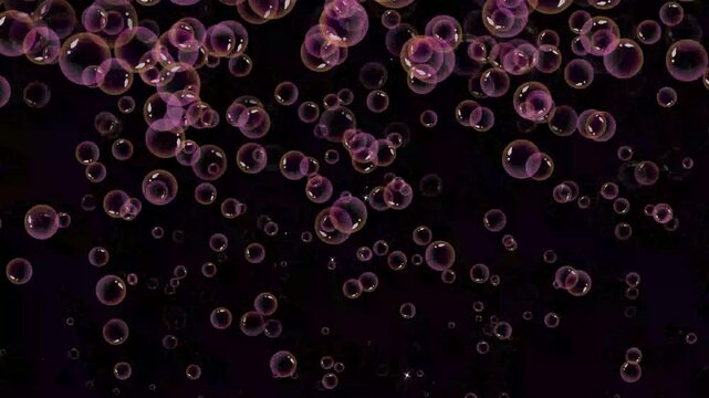 Glowing pink soap bubbles floating and popping dynamically, colorful transparent sphere reveal transition overlay animation, magical dream visual element on black background. 4k video