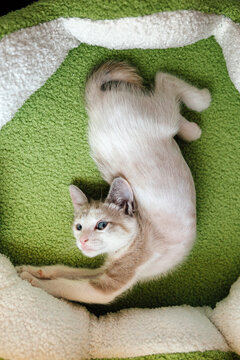 Lynx Point Kitten Stretching 