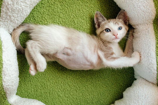 Lynx Point Kitten Stretching 