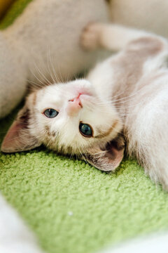 Closeup Portrait of a Lynx Point Kitten 