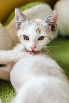 Lynx Point Kitten Grooming Herself