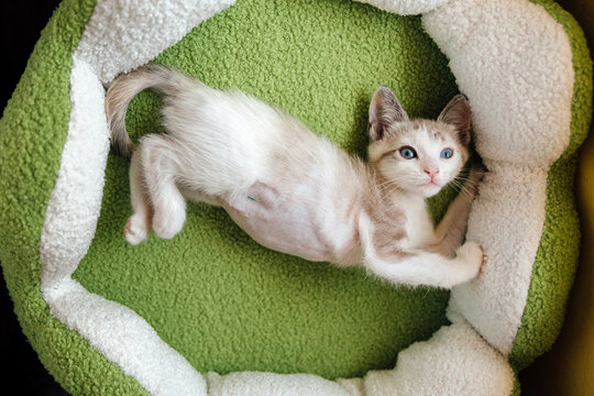 Kitten Stretching in Bed