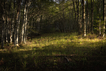 Fototapeta premium Sunset in the forest