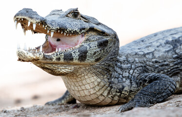 Obraz premium close up of a caiman