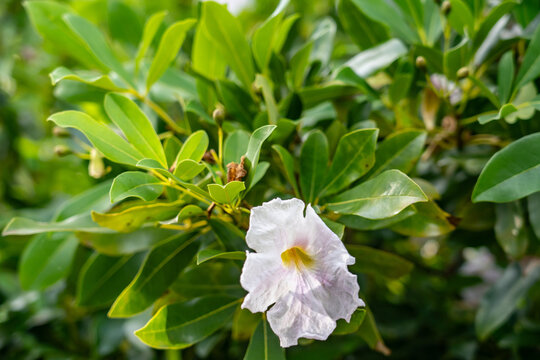 Tabebuia heterophylla, roble blanco, pink manjack, pink trumpet tree, white cedar, and whitewood.  Kauaʻi Coffee Company, Kauai County, Hawaii. 