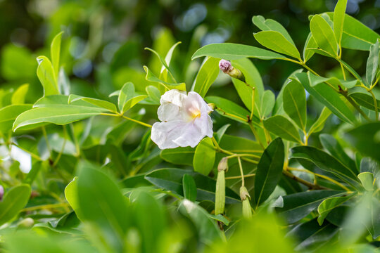 Tabebuia heterophylla, roble blanco, pink manjack, pink trumpet tree, white cedar, and whitewood.  Kauaʻi Coffee Company, Kauai County, Hawaii. 