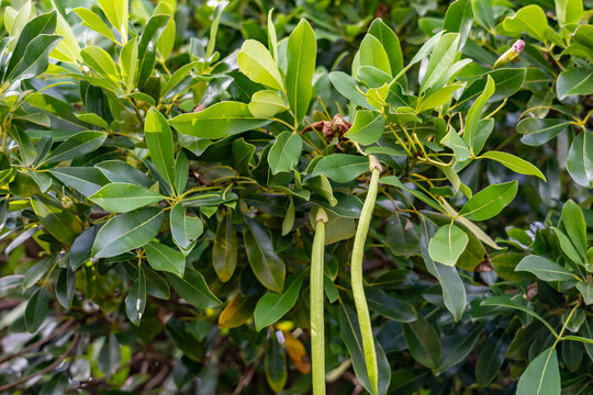 Tabebuia heterophylla, roble blanco, pink manjack, pink trumpet tree, white cedar, and whitewood.  Kauaʻi Coffee Company, Kauai County, Hawaii. 