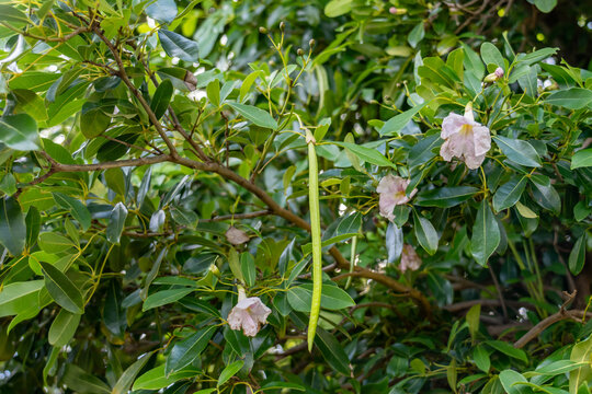 Tabebuia heterophylla, roble blanco, pink manjack, pink trumpet tree, white cedar, and whitewood.  Kauaʻi Coffee Company, Kauai County, Hawaii. 