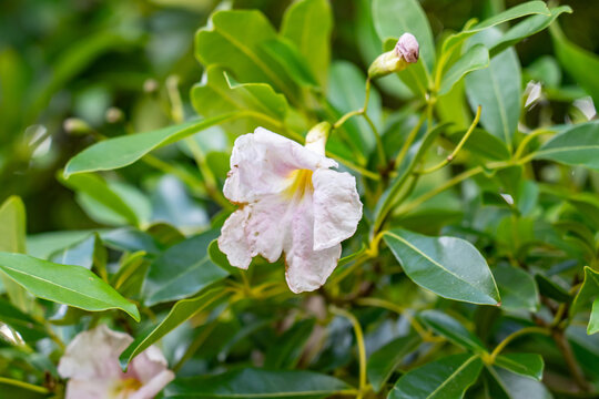 Tabebuia heterophylla, roble blanco, pink manjack, pink trumpet tree, white cedar, and whitewood.  Kauaʻi Coffee Company, Kauai County, Hawaii. 