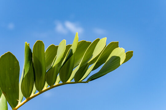 Zamia furfuracea is a species of cycad endemic. cardboard palm. cardboard cycad, cardboard plant, cardboard sago, Jamaican sago, and Mexican cycad. Kauaʻi Coffee Company, Kauai County, Hawaii. 