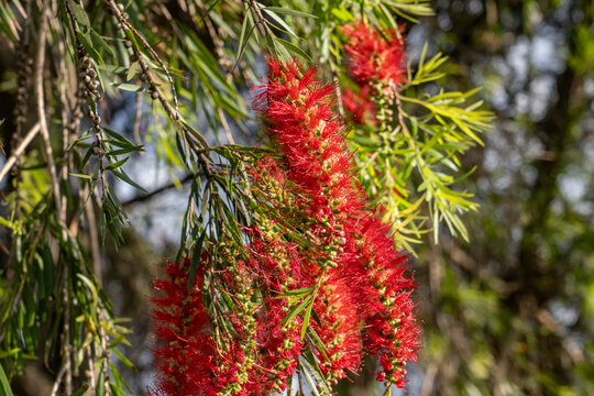 Melaleuca is a genus of nearly 300 species of plants in the myrtle family, Myrtaceae,  paperbarks, honey-myrtles, bottlebrushes or tea-trees.   Kauaʻi Coffee Company, Kauai County, Hawaii. 