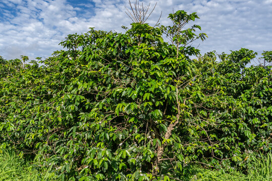 Coffea arabica, Arabica coffee, is a species of flowering plant in the coffee and madder family Rubiaceae.  Kauaʻi Coffee Company, Kauai County, Hawaii. 