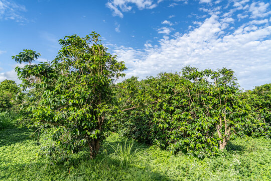 Coffea arabica, Arabica coffee, is a species of flowering plant in the coffee and madder family Rubiaceae.  Kauaʻi Coffee Company, Kauai County, Hawaii. 