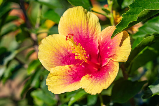 Hibiscus is a genus of common flowering plants in the mallow family, Malvaceae. Kauaʻi Coffee Company, Kauai County, Hawaii. 