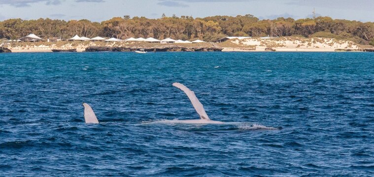 View of a humpback whale breaching near the coastline of Rottnest Island with blue ocean waters and sandy beaches in Perth, Western Australia, Australia.