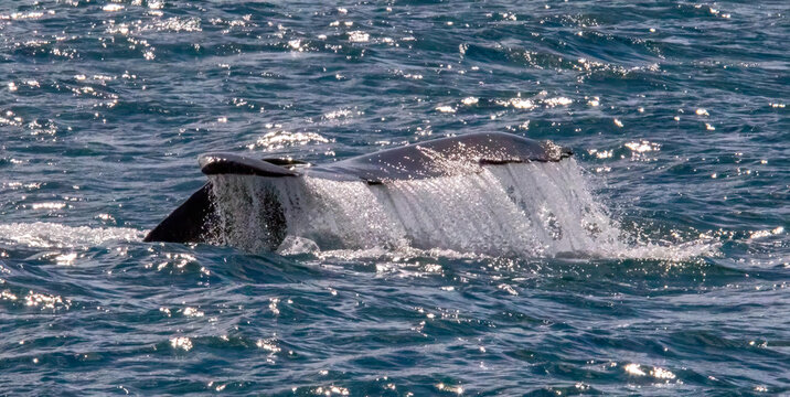 View of a humpback whale fluke diving into the deep blue ocean with water cascading off the tail and sunlight sparkling on the surface in Perth, Western Australia, Australia.