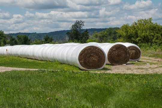Rows of Plastic Wrapped Round Hay Bales Stored on Farm
