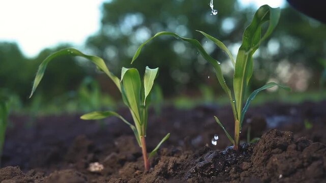 agriculture irrigation corn. The corn plants are growing in rich soil, with droplets of water falling on the corn leaves. The corn plants are thriving under the bright light, highlighting their