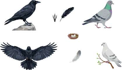Naklejka premium Detailed Urban Birds Vector Illustration Set Featuring Black Crow Raven Pigeon Dove Feathers Nest and Flying Wildlife Elements for Nature Graphic Designs