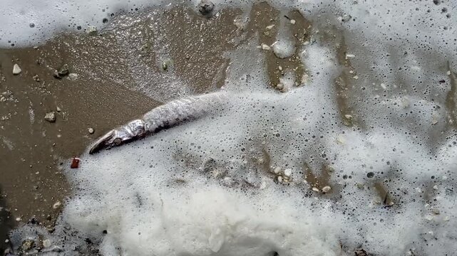 A fish die-off on the shore, washed by foamy waves.