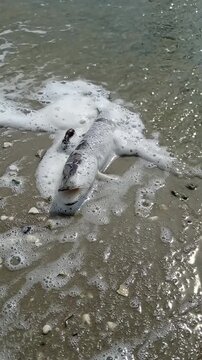 A fish die-off on the shore, washed by foamy waves.