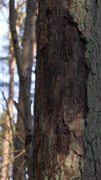 Damaged pine tree trunk bark in vertical pan right close up