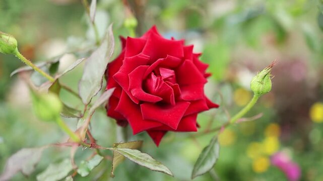 Close up of red rose in a garden during the day