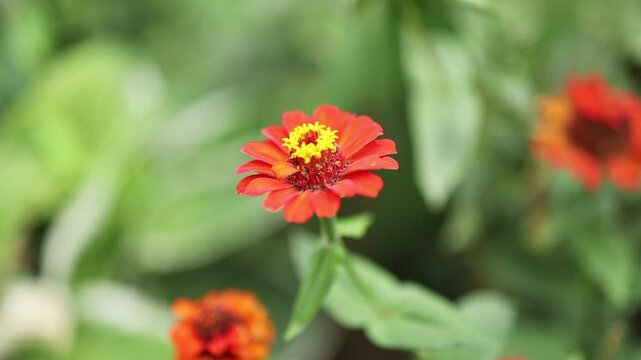 Bright flowers in a garden during daytime