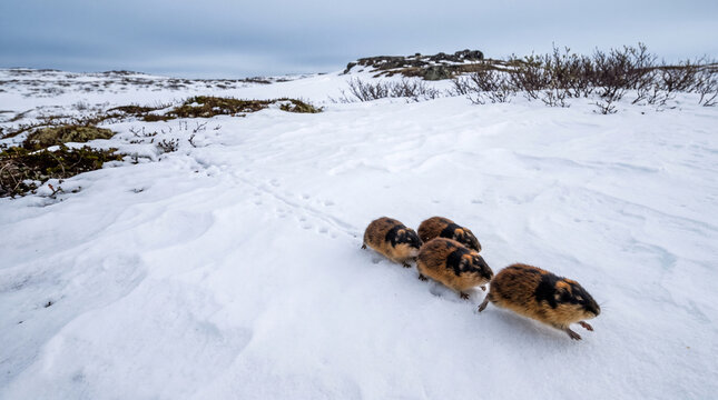 Lemmings running through snowy landscape in winter wilderness  