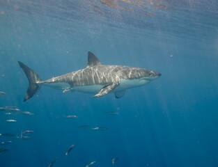 Great white shark in the Pacific Ocean © willtu