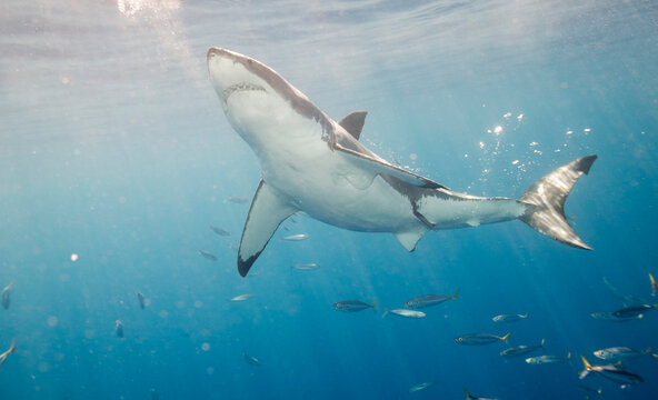 Great white shark in the Pacific Ocean
