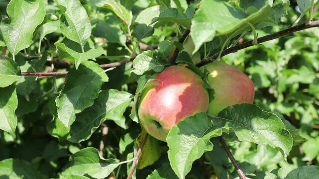 Apple picking in a farm orchard during summer