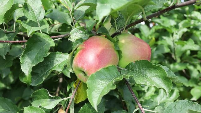 Apple picking at orchard in fall