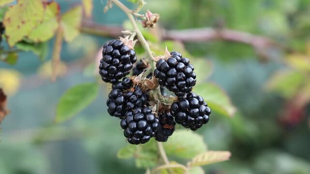 Blackberries growing on bushes in a garden