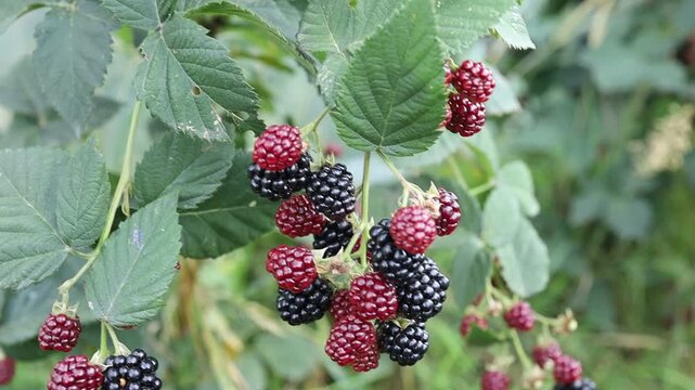 Harvesting ripe blackberries in the farm fields
