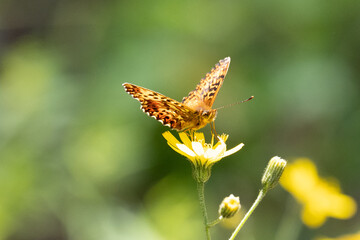 Papillon butinant une fleur sauvage dans le parc national de la Vanoise © Julien