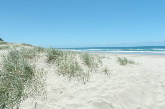 Sandy beach dunes covered with coastal grass beside a blue ocean under a clear summer sky