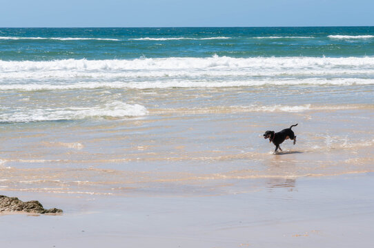 Black dog running through shallow ocean water on a sandy beach with rolling waves under a clear blue sky