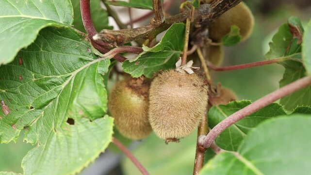 Growing kiwi fruit in a garden setting