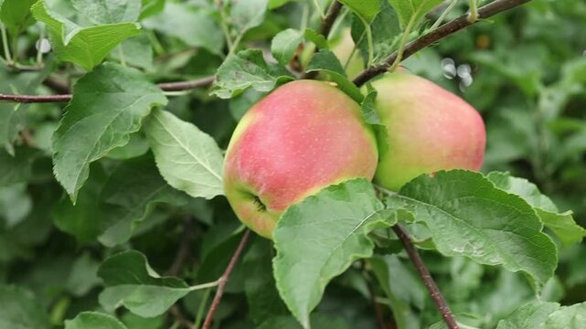 Apples growing on trees in an orchard