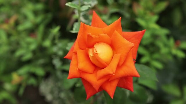 Close look at orange rose in garden setting