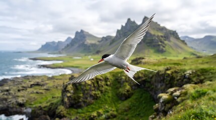 Fototapeta premium Arctic Tern Flying Over Scenic Icelandic Coastline with Mountain Peaks Background