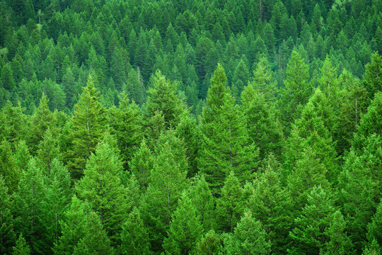 Lush Green Pine Forest or Forrest in the Mountains Natural Beauty and Healthy Environment